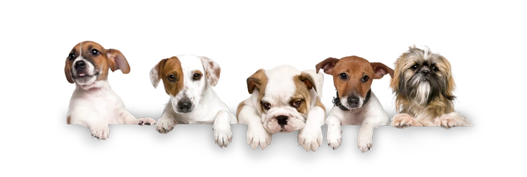 five pet dogs peeking behind a message